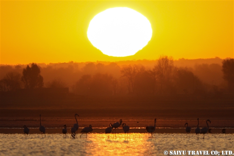 Greater Flamingo in sunset – Soon Valley